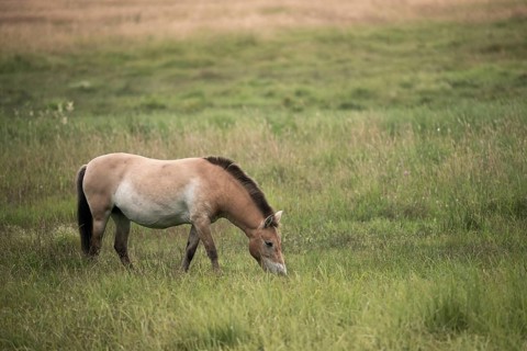 Asian wild horse, Equus Przewalskii, Mongolian wild horse, odd-toed ungulates, perissodactyla,