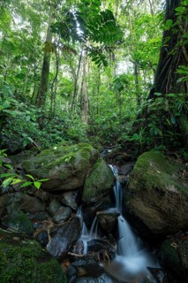 Daytime, small stream and waterfall flowing over mossy rocks in a primary rainforest with a large