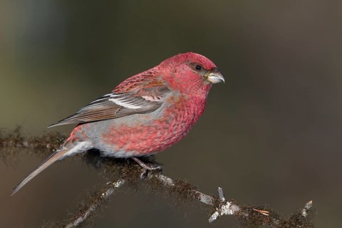 Pine Grosbeak - Hakengimpel - Pinicola enucleator, Finland, adult male