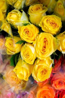 Roses, Bangkok, Thailand