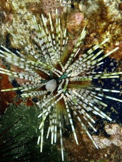 Sea urchin with striking, patterned spines, Banded sea urchin (Echinothrix calamaris), Secret Bay