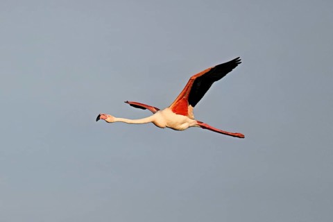 Greater Flamingo (Phoenicopterus roseus), in flight, Camargue Regional Nature Park, southern