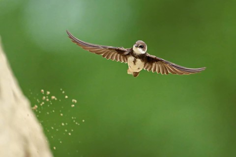 Sand martin (Riparia riparia), approaching the breeding tube, Reussegg nature reserve, Canton