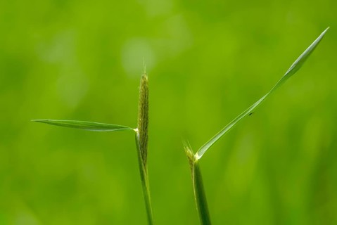 Alopecurus pratensis, meadow foxtail, flora, plants, plants
