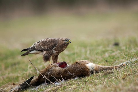 Accipitriformes, buzzard, buteo buteo, buzzard, buzzard, birds, fallen game, birds of prey, leo,