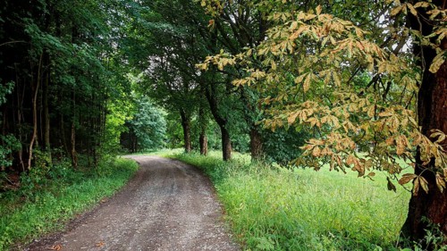 A trail leads through a deciduous forest with autumn colors, Rennsteig near Lehesten, Thuringian