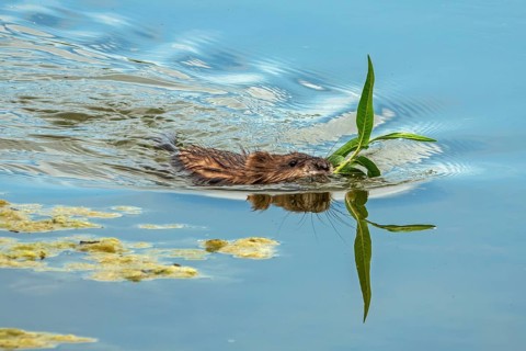 A beaver (Castoridae) with a plant in its mouth is swimming in the water, a small lagoon,