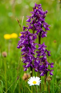 Small orchid, fool's cap, orchids, orchid family, orchis morio, salep orchid, satyrion, Sweden,