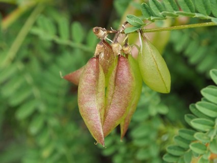 Close-up of green and reddish-brown pods of Alpine milk-vetch (Astragalus penduliflorus) on a