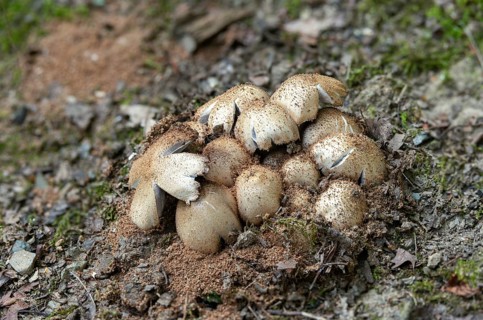 Coprinopsis acuminata, Coprinus acuminatus, gray tintling, narrow-spored wrinkle tintling, pointed