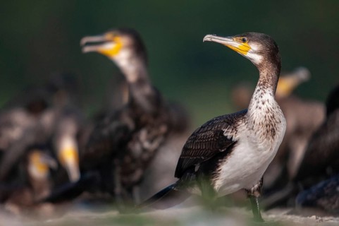 Black shag, cormorant, phalacrocorax carbo, birds, adolescent, juvenile, pelecaniforms, ropedes,