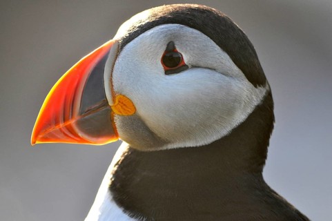 Close-up of a puffin (Fratercula arctica) with a distinctive beak and striking plumage, Shetland,