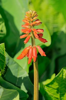 Erythrina zeyheri, blossom, Bloemfontein Botanical Garden, Free State, South Africa