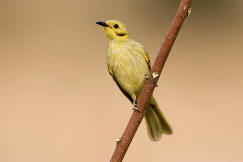 Yellow-tinted Honeyeater (Ptilotula flavescens), Western Australia, Australia