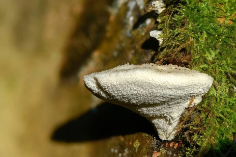 Amaropostia stiptica, bitter bracket, bitter sap porling, oligoporus stipticus, postia stiptica,