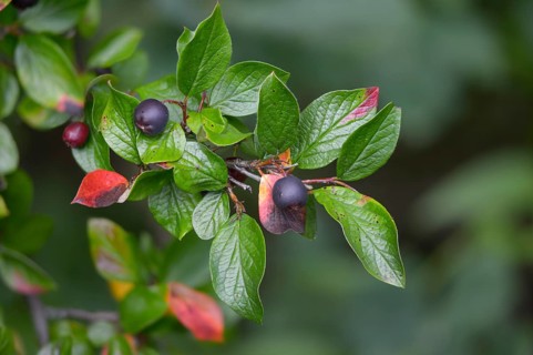 Cotoneaster acutifolius var lucidus, shiny cotoneaster, hedge cotoneaster, Peking cotoneaster,