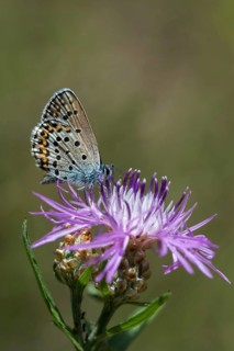 Argus blue, plebeius argus, silver-studded blue, butterfly, high size, portrait format, insects,