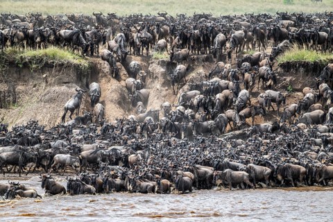 The Great Migration, Huge herds of wilderbeast (Connochaetes taurinus) crossing the Mara river and