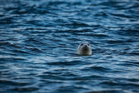 Seal swimming in the wavy blue ocean, a serene sight, close-up of a grey seal looking out of the