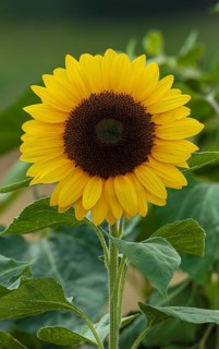 A sunflower with bright yellow flowers and green leaves against a blurred background, sunflowers