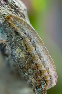 Broad-bordered yellow underwing, colorful ribbon owl, yellow ribbon owl, noctua fimbriata, high