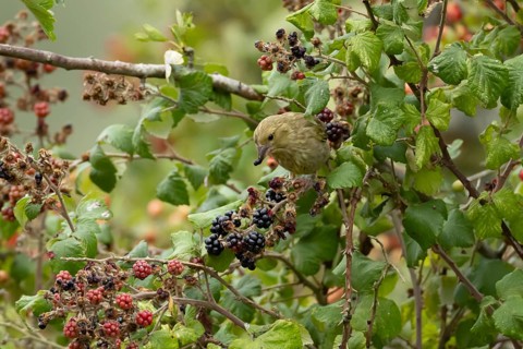 European greenfinch (Chloris chloris) juvenile bird feeding on blackberries fruit in a hedgerow in