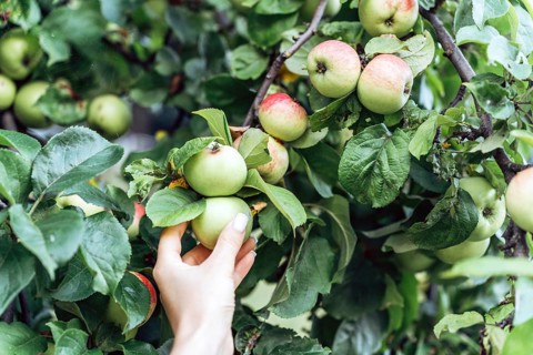 A hand reaches toward organic apples growing on a tree surrounded by green leaves. The scene