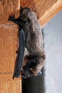 Leather-winged bat, parti-coloured bat, vespertilio murinus, bicolor bat, chiroptera, bats, high
