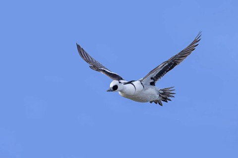 Smew (Mergellus albellus, Mergus albellus) adult male, drake in flight against blue sky in winter