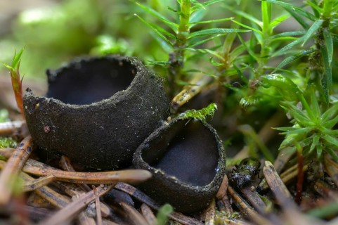 Shiny black bristle, plectania nigrella, pseudoplectania nigrella, blackish beaker, unstalked black