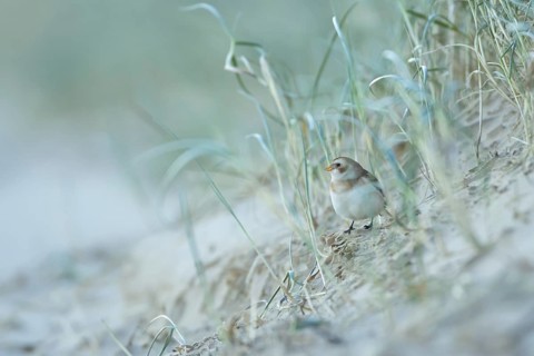 Snow bunting (Plectrophenax nivalis) adult bird searching for food on the edge of a sand dune on a