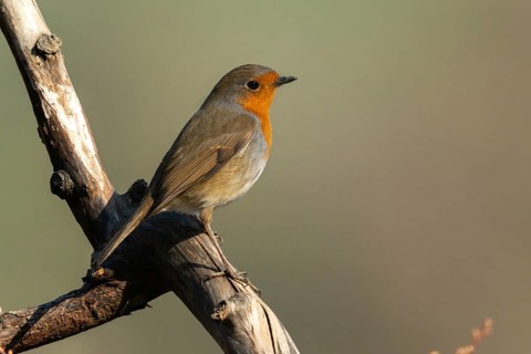Erithacus rubecula, robin, robins, birds, passeri, songbirds, birds