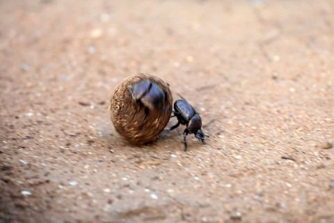 Dung beetle (Scarabaeus sacer), sacred dung beetle, adult, two, pairs, rolling, dung ball, elephant