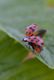Asian ladybeetle, Asian ladybug, coccinellidae, coccinellinae, harlequin ladybug, harmonia