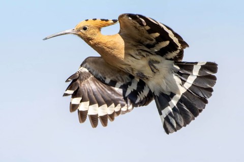 Hoopoe (Upupa epops), in flight, Lower Austria, Austria