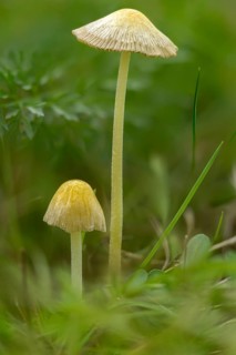 Bolbitius titubans, Bolbitius vitellinus, yellow dung mushroom, golden dung mushroom, fungi,