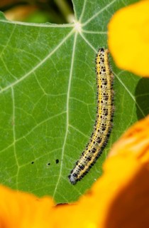 Large cabbage whitening, large white, Pieris brassicae, butterfly, high size, portrait, insects,