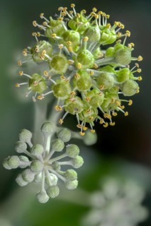 Araliaceae, tree wind, common ivy, ivy, hedera helix, ivy, flora, high size, vertical format,