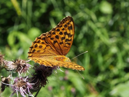 An orange butterfly with patterned wings, the Emperor (Argynnis paphia), on a flower in the