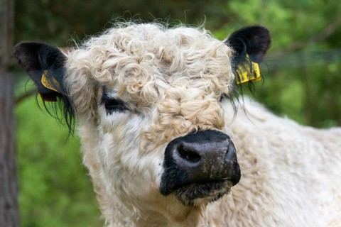 Artiodactyla, Bos Taurus sspec.4, cattle, even-toed ungulate, galloway cattle, galloway cattle,