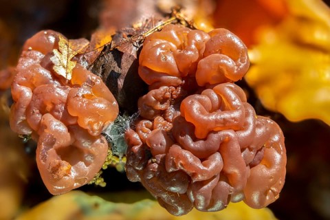 Ascotremella faginea, brain-like jelly disc, beech hose trembling, neobulgaria faginea,