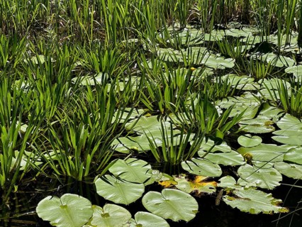 Water lily leaves (Nymphaea) and water soldier (Stratiotes aloides) in a pond, Upper Bavaria,