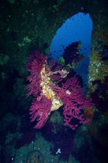 Purple corals, violescent sea-whips (Paramuricea clavata), grow on the rudder of a shipwreck in the