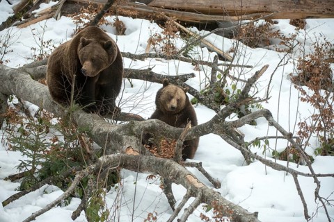 Brown bear, carnivora, predators, ursus arctos, bear, mammals, raptors, mammals