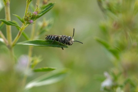 Apidae, bees, coelioxys mandibularis, hymenoptera, cone bee, mandible cone bee, square jawed sharp