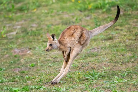 Eastern Gray Kangaroo (Macropus giganteus) youngster jumping on a meadow, captive, Germany