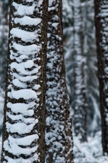 Tree, trees, high size, portrait, coniferous forest, snow, tree, forest, winter, wood