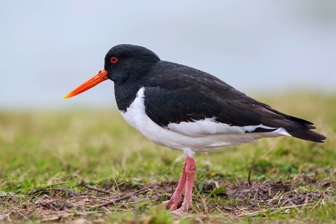 Eurasian Oystercatcher (Haematopus ostralegus), Netherlands