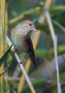 Garden Warbler, Garden Warbler, Sylvia Borin, Birds, High Size, Portrait, Passeri, Songbirds, Birds