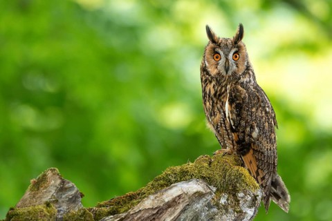 Owl with lively eyes on a mossy branch in the forest, long-eared owl (Asio otus), adult, perched,